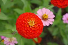 玉のような百日草