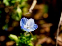 オオイヌノフグリ