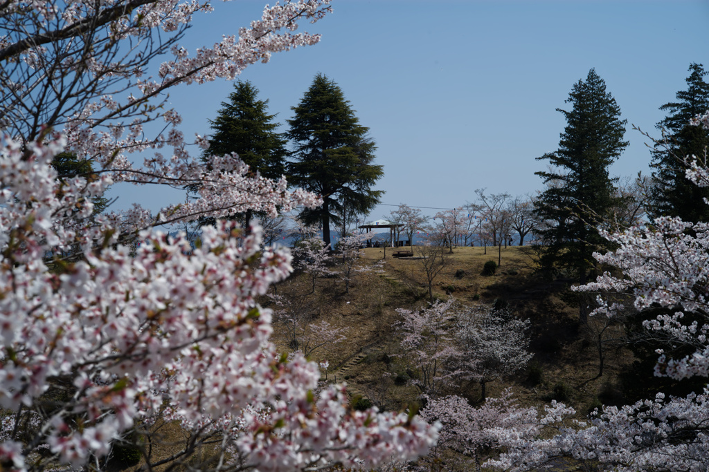 桜のある景色