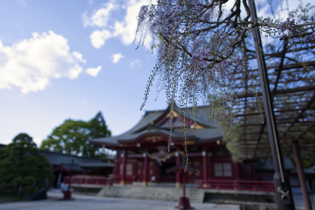 藤と神社