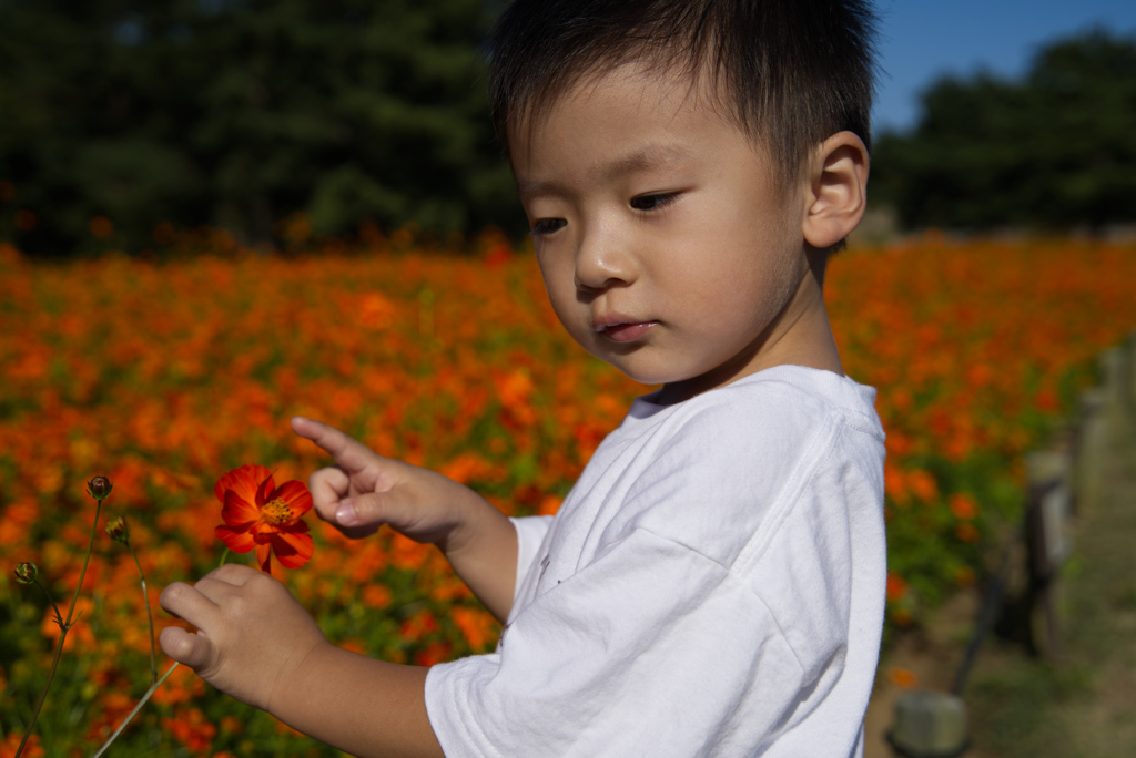 お花