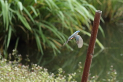 カワセミ
