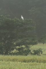 ダイサギ