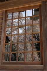 桜・遅かった　１