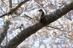 コゲラさん