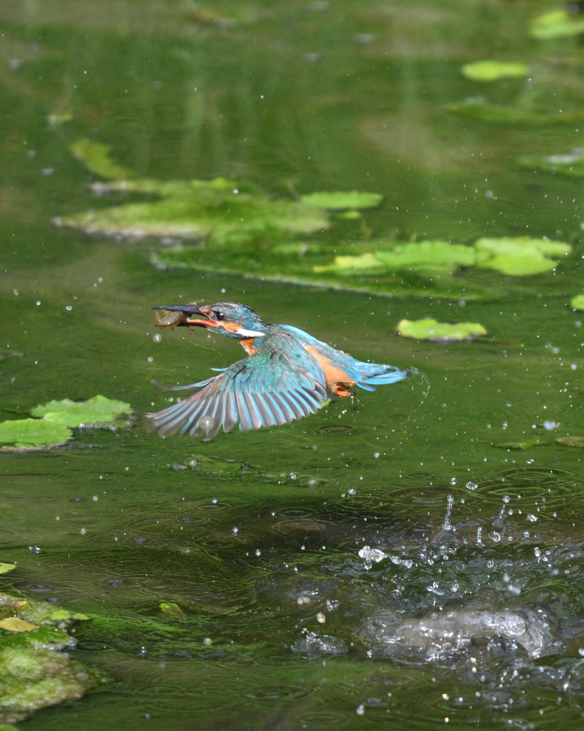 カワセミ頑張る。