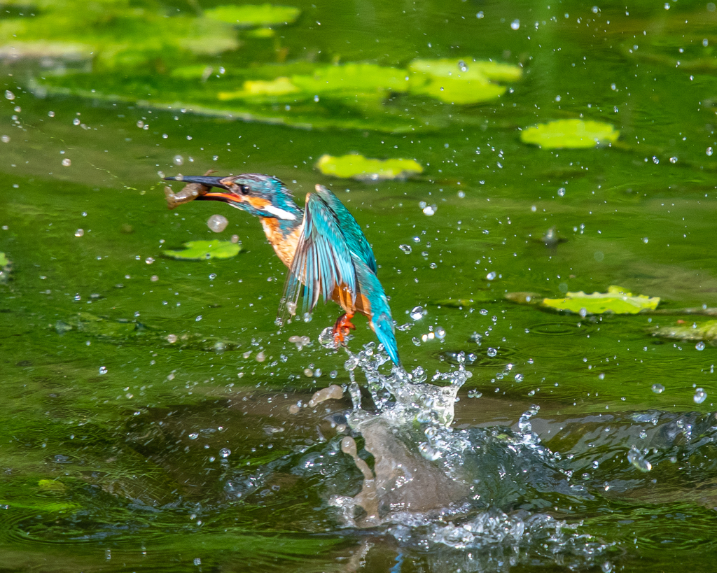 カワセミ離水