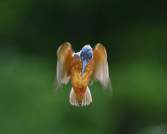 ホバをスローで