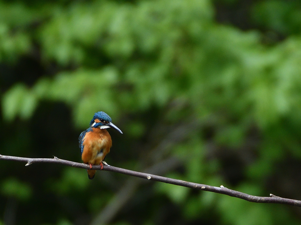初カワセミ2枚目