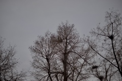 鳥の巣