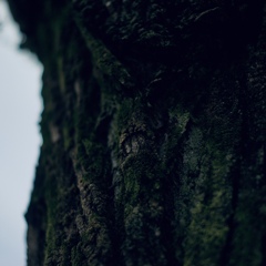 苔