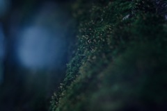 苔