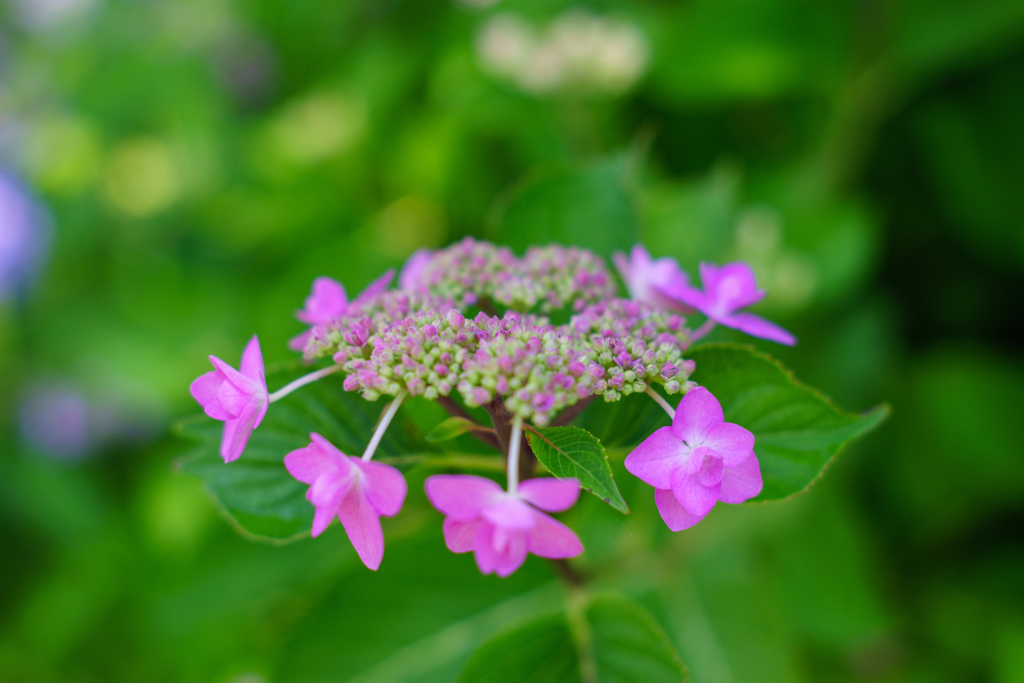 紫陽花