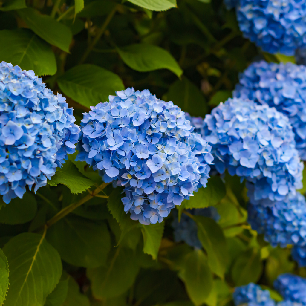 紫陽花