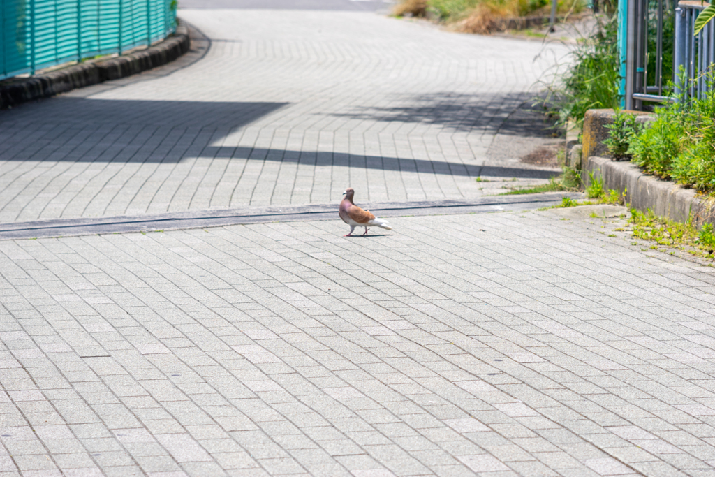 茶色鳩さん