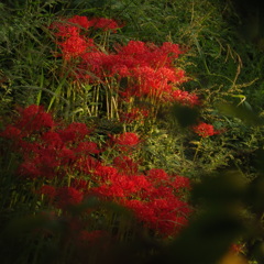 彼岸花