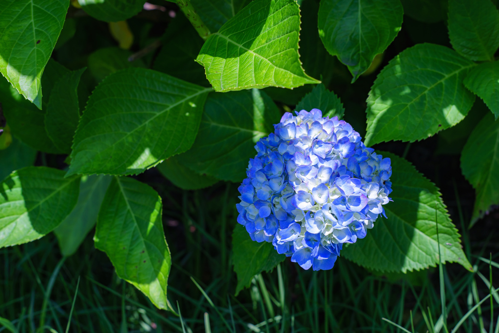 紫陽花