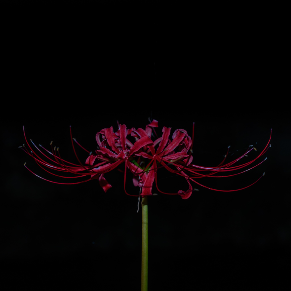 彼岸花