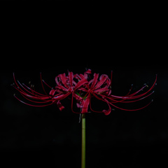 彼岸花