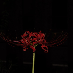 彼岸花