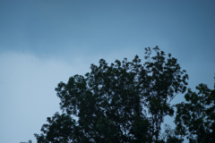 木と空