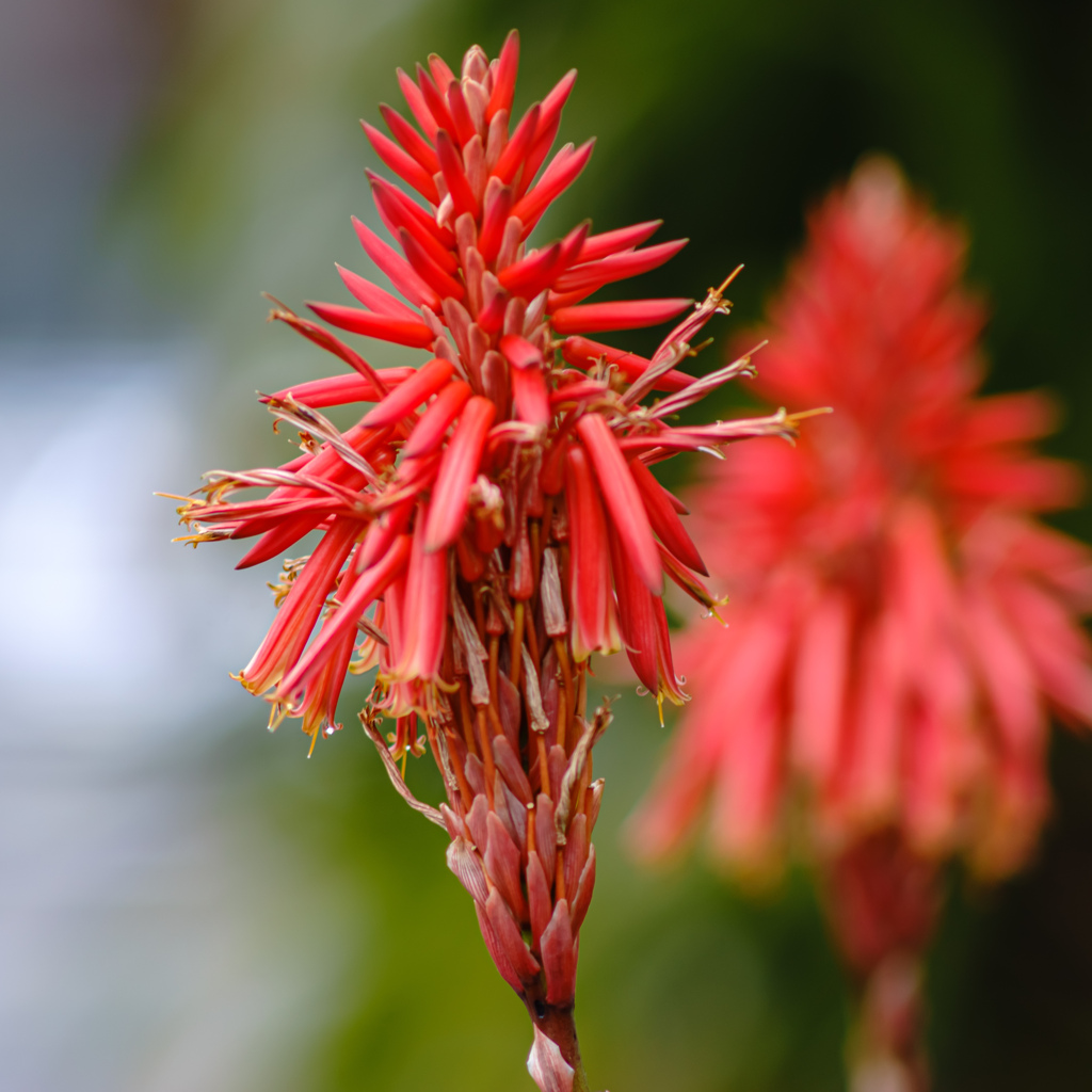 キダチアロエの花