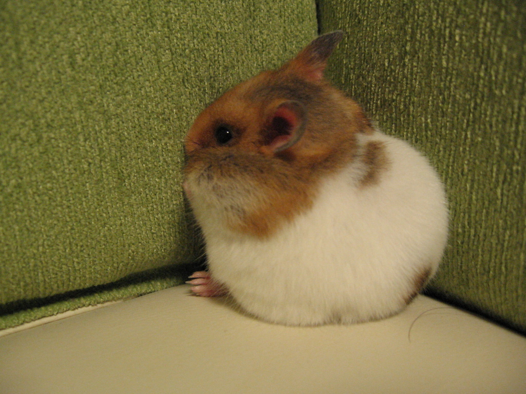 すみっこがスキ