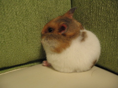 すみっこがスキ
