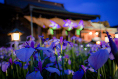 菖蒲の花に菖蒲のプロジェクションマッピング