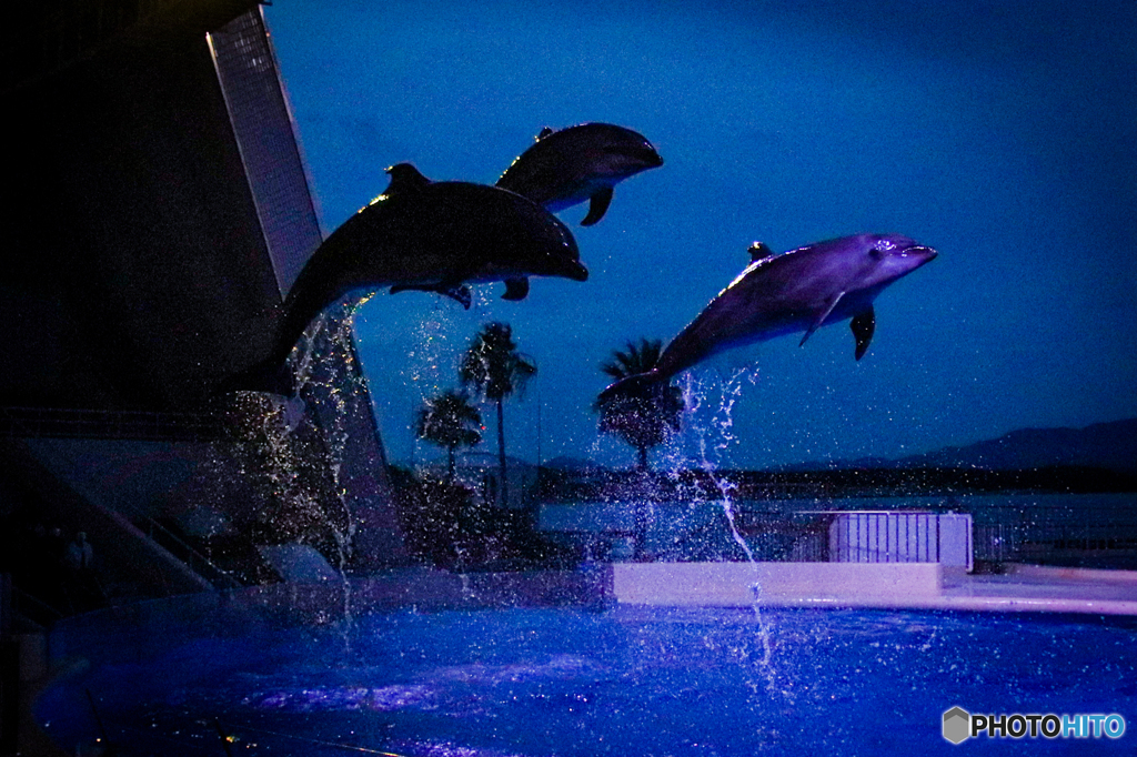 夜の水族館②