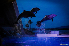 夜の水族館②