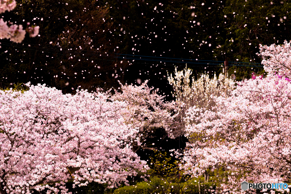 桜の舞