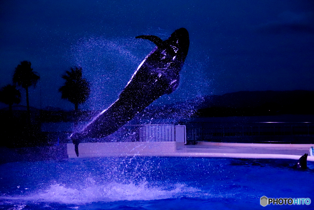 夜の水族館