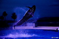 夜の水族館