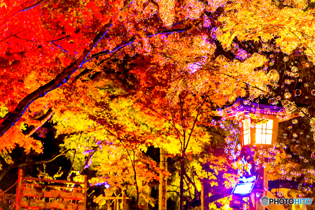 かえる寺　ライトアップ