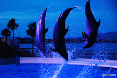 夜の水族館③