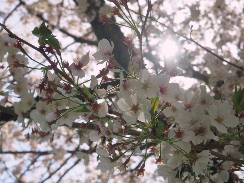 桜日