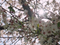 桜日