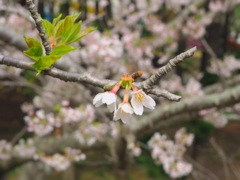三輪桜