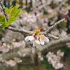 三輪桜