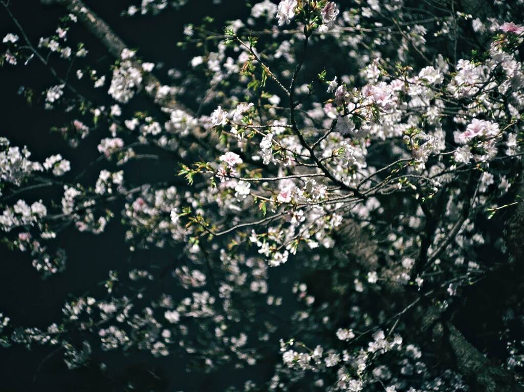 今年も桜はきれいだった。