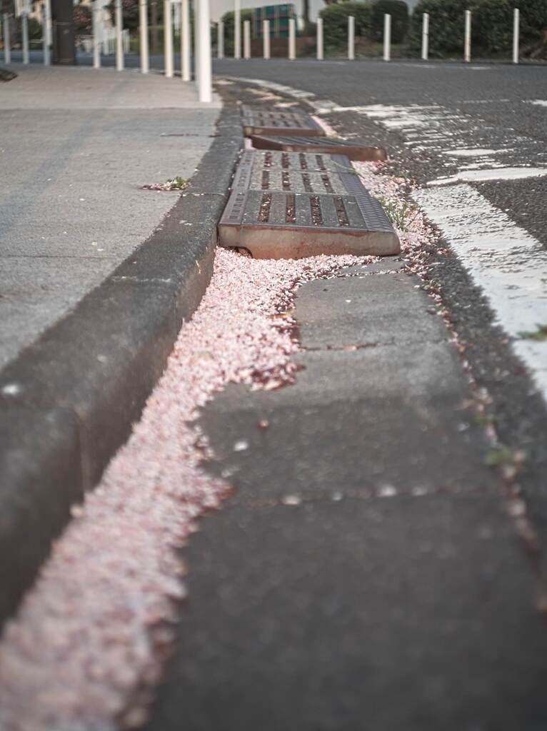 今年も桜はきれいだった。