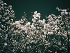 今年も桜はきれいだった。