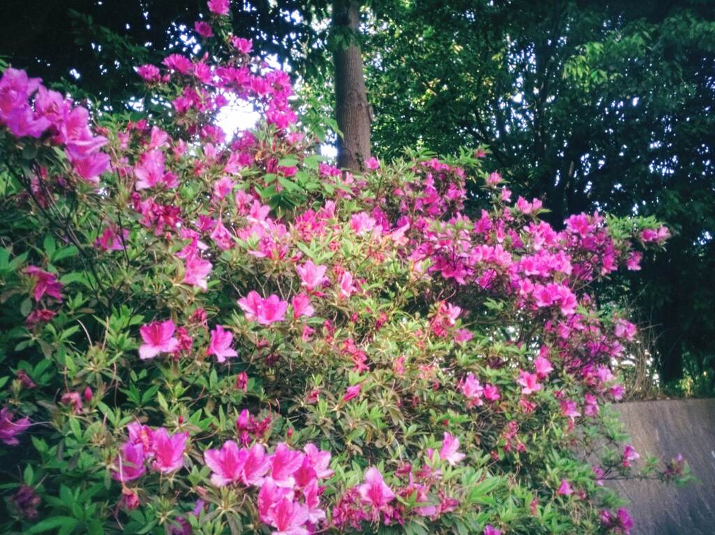 道端花盛り