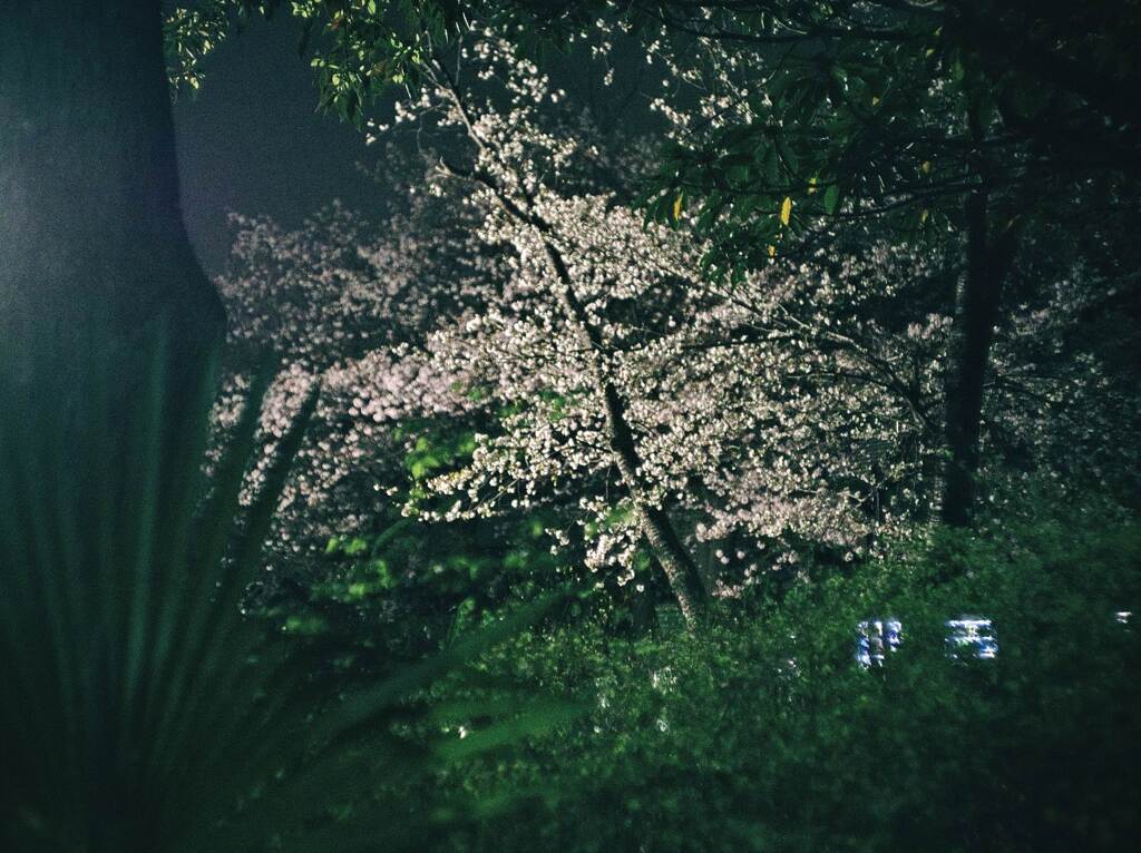 今年も桜はきれいだった。