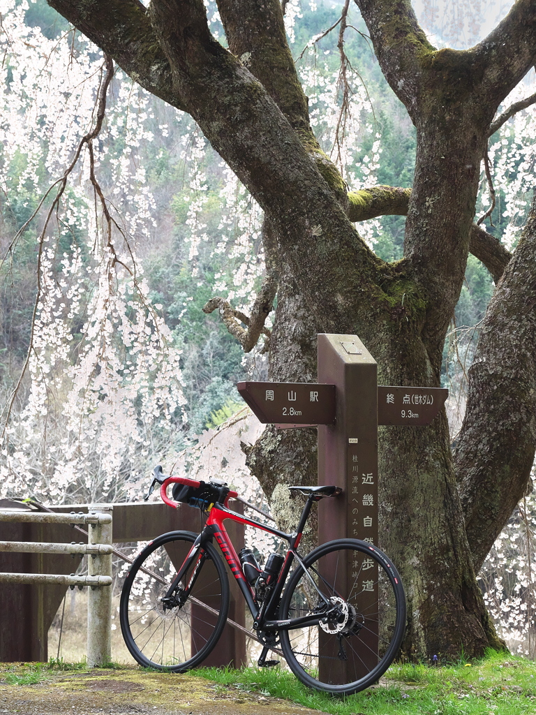 いつものコースの桜２