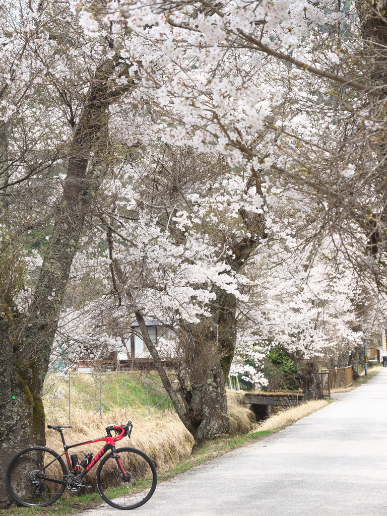 いつものコースの桜１