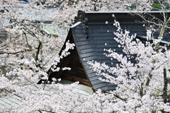 は撮るのがむつかしい4
