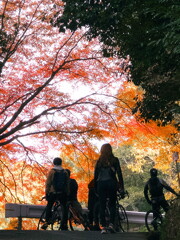 仲間と一緒にサイクリング