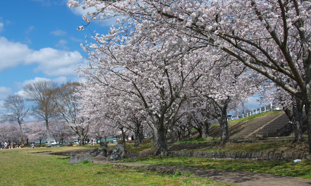 お花見